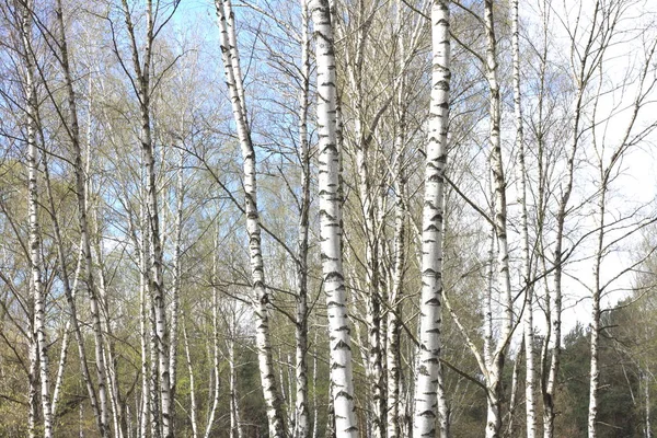 Trunks of birch trees in forest