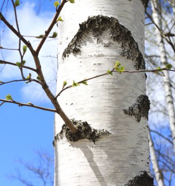 Birch bahar beyaz kabuğu ile gövde
