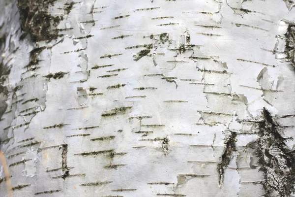 Birkenrinde mit schöner Textur für schwarz-weißen Hintergrund — Stockfoto