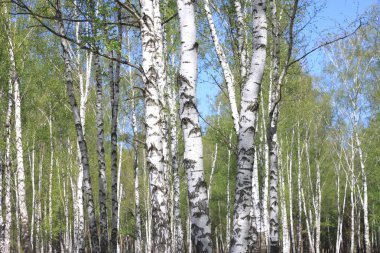 Güzel manzara ile genç sulu yeşil ağaç bahar güneş ışığı altında siyah beyaz huş ağacı Mayo ile yeşil yaprakları ile