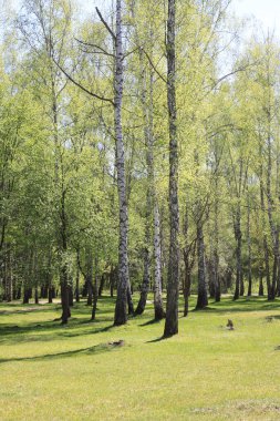 Güzel manzara ile genç sulu yeşil ağaç bahar güneş ışığı altında siyah beyaz huş ağacı Mayo ile yeşil yaprakları ile