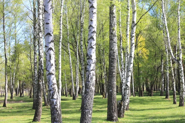 Gyönyörű táj, a fiatal lédús zöld birches zöld levelek, és a fekete-fehér nyír fatörzsek tavaszi napsütésben — Stock Fotó