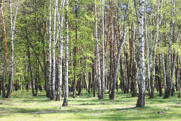 Gyönyörű táj, a fiatal lédús zöld birches zöld levelek, és a fekete-fehér nyír fatörzsek tavaszi napsütésben — Stock Fotó