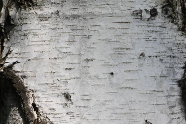 Natuurlijke hout achtergrond met berken schors textuur — Stockfoto