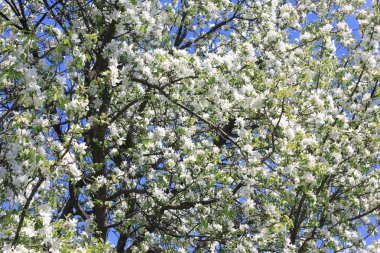 Güzel beyaz elma çiçekleri ve yeşil elma ağacı yaprakları ilkbaharda elma bahçesinde