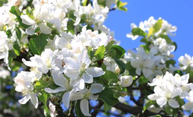Güzel beyaz elma çiçekleri ve yeşil elma ağacı yaprakları ilkbaharda elma bahçesinde