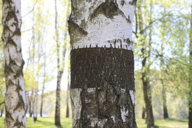 Siyah-beyaz huş ağacı kabuğu yakın çekim huş Grove kutlama veya reklam metinlerinin ile Huş ağacının gövde