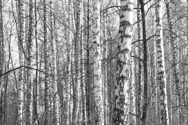 Foto em preto e branco do bosque de bétula no outono — Fotografia de Stock