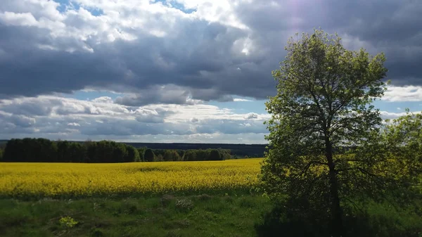 Paysage printanier avec fleurs jaunes dans le champ — Photo