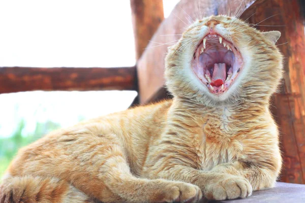 Gato peludo rojo con boca abierta ancha bostezando — Foto de Stock