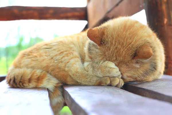 Gato rojo durmiendo en banco de madera — Foto de Stock