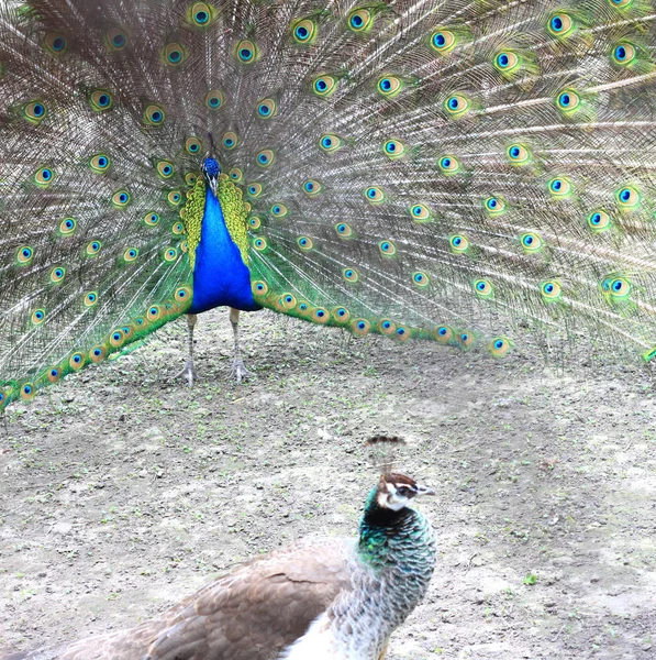 Peacock macho seduce a un pavo real de una hembra — Foto de Stock