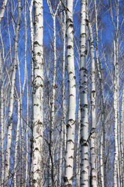 Mavi gökyüzü karşı beyaz ağaç gövdeleri