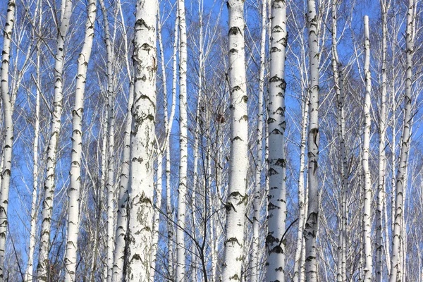 Стволы белых берез на фоне голубого неба — стоковое фото