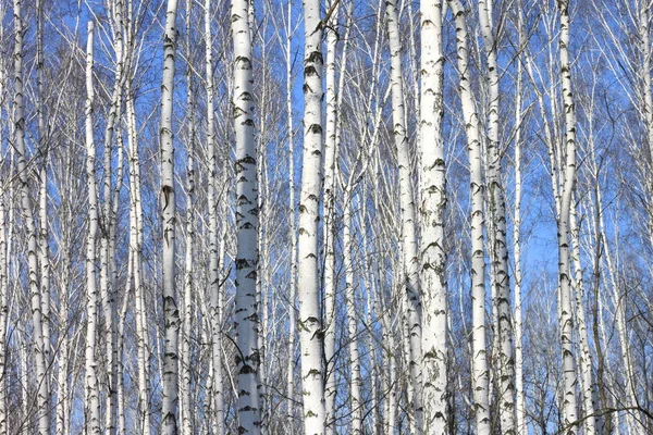 Стовбури білих берези на тлі блакитного неба — стокове фото