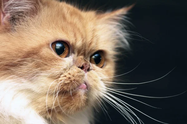 Retrato de un gato persa pelirrojo de cerca sobre un fondo negro — Foto de Stock