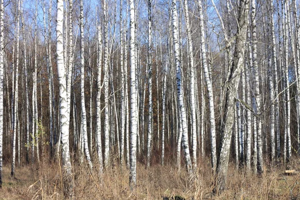 Bosque de abedul con abedules blanco-negros —  Fotos de Stock