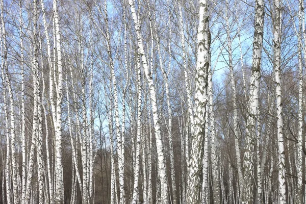 Birch grove with black-white birch trees