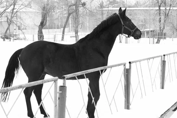 Foto en blanco y negro con hermoso caballo negro contra nieve blanca —  Fotos de Stock