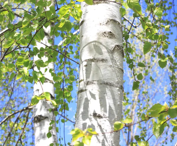 Stammen av Björk träd med vacker Björk bark närbild på himmel bakgrund — Stockfoto