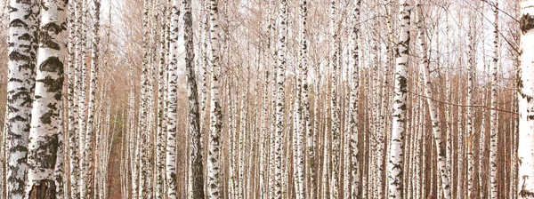 Witte berkenbomen in een bos met berken — Stockfoto