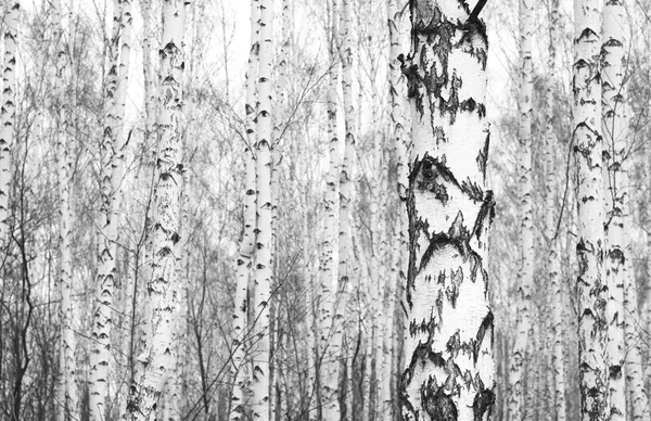 Photo en noir et blanc de bouleaux blancs avec une belle écorce de bouleau — Photo