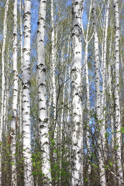 Стовбури березових дерев з красивою березовою корою — стокове фото