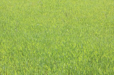 güzel doğal kemer, tünel, yaz aylarında iyi bir hava içinde kırsal yol üzerinde benzer