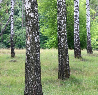 Güzel manzara ile genç sulu ağaç siyah beyaz huş ağacı mayo sabahları güneş ışığı ile yeşil yaprakları ile
