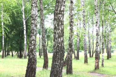 Güzel manzara ile genç sulu ağaç siyah beyaz huş ağacı mayo sabahları güneş ışığı ile yeşil yaprakları ile