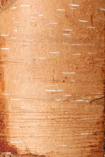 Casca de bétula com textura marrom como fundo natural — Fotografia de Stock