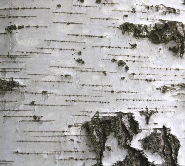 Huş kabuğu olarak doğal ahşap arka plan doku