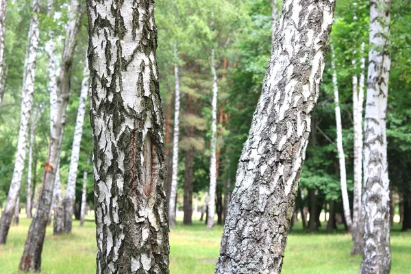 Güzel manzara ile genç sulu ağaç siyah beyaz huş ağacı mayo sabahları güneş ışığı ile yeşil yaprakları ile
