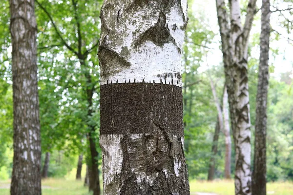 Güzel manzara ile genç sulu ağaç siyah beyaz huş ağacı mayo sabahları güneş ışığı ile yeşil yaprakları ile