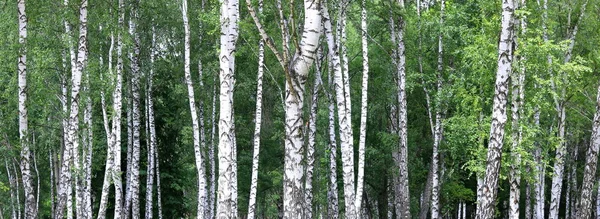 Красивый пейзаж с молодыми сочными березами с зелеными листьями и с черно-белыми березовыми стволами под солнечным светом утром — стоковое фото