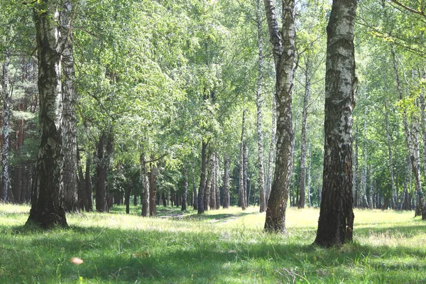 Güzel manzara ile genç sulu ağaç siyah beyaz huş ağacı mayo sabahları güneş ışığı ile yeşil yaprakları ile