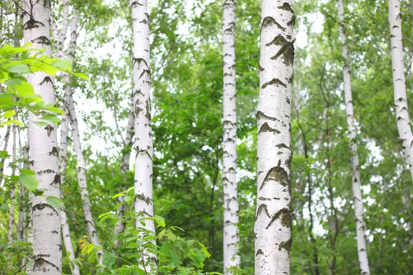 Hermoso paisaje con jóvenes abedules jugosos con hojas verdes y con troncos de abedul blanco y negro a la luz del sol — Foto de Stock