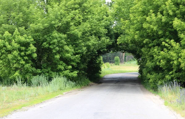 Arco natural, semelhante ao túnel, sobre estrada rural no verão em bom tempo durante a viagem — Fotografia de Stock