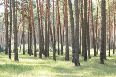 Çam ormanı ile yaz aylarında güzel yüksek çam ağaçları