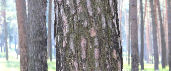 Dennenbos met mooie hoge pijnbomen in de zomer — Stockfoto