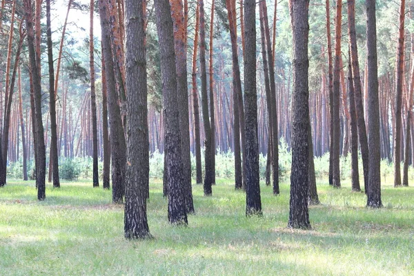 Bosque de pinos con hermosos pinos altos en verano —  Fotos de Stock