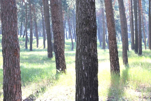 Borový les s krásnou vysokou borovic v létě — Stock fotografie