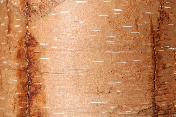 Corteccia di betulla con bella texture come sfondo naturale — Foto Stock