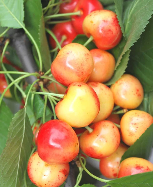 Delicious yellow-red cherry on natural green background — Stock Photo, Image