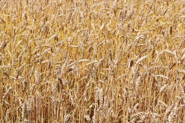 Champ de blé en été — Photo