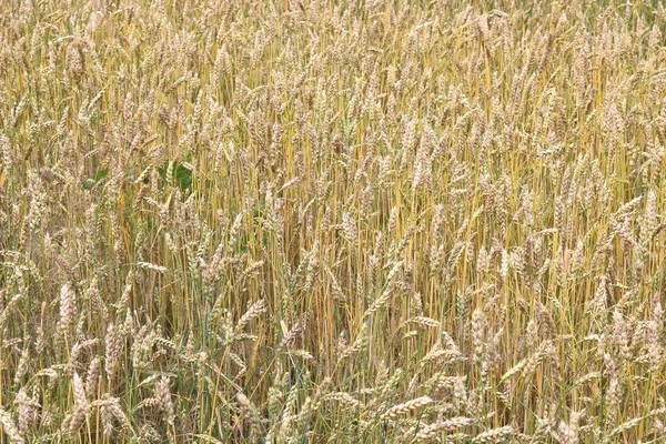 Wheat field in summer — Stock Photo, Image