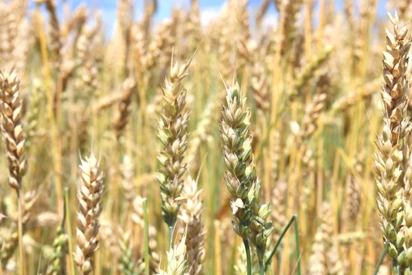 Campo de trigo no verão — Fotografia de Stock