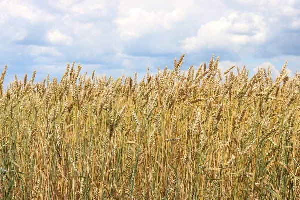 Campo de trigo no verão — Fotografia de Stock