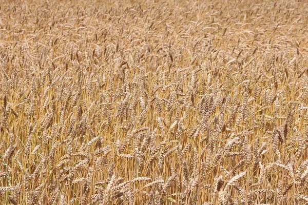 Pole pszenicy w lecie — Zdjęcie stockowe