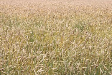 Yazın buğday tarlası